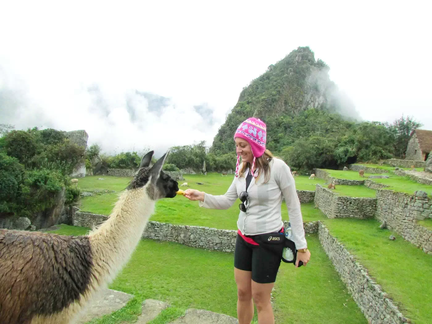 Llama Inca Jungle Adventure