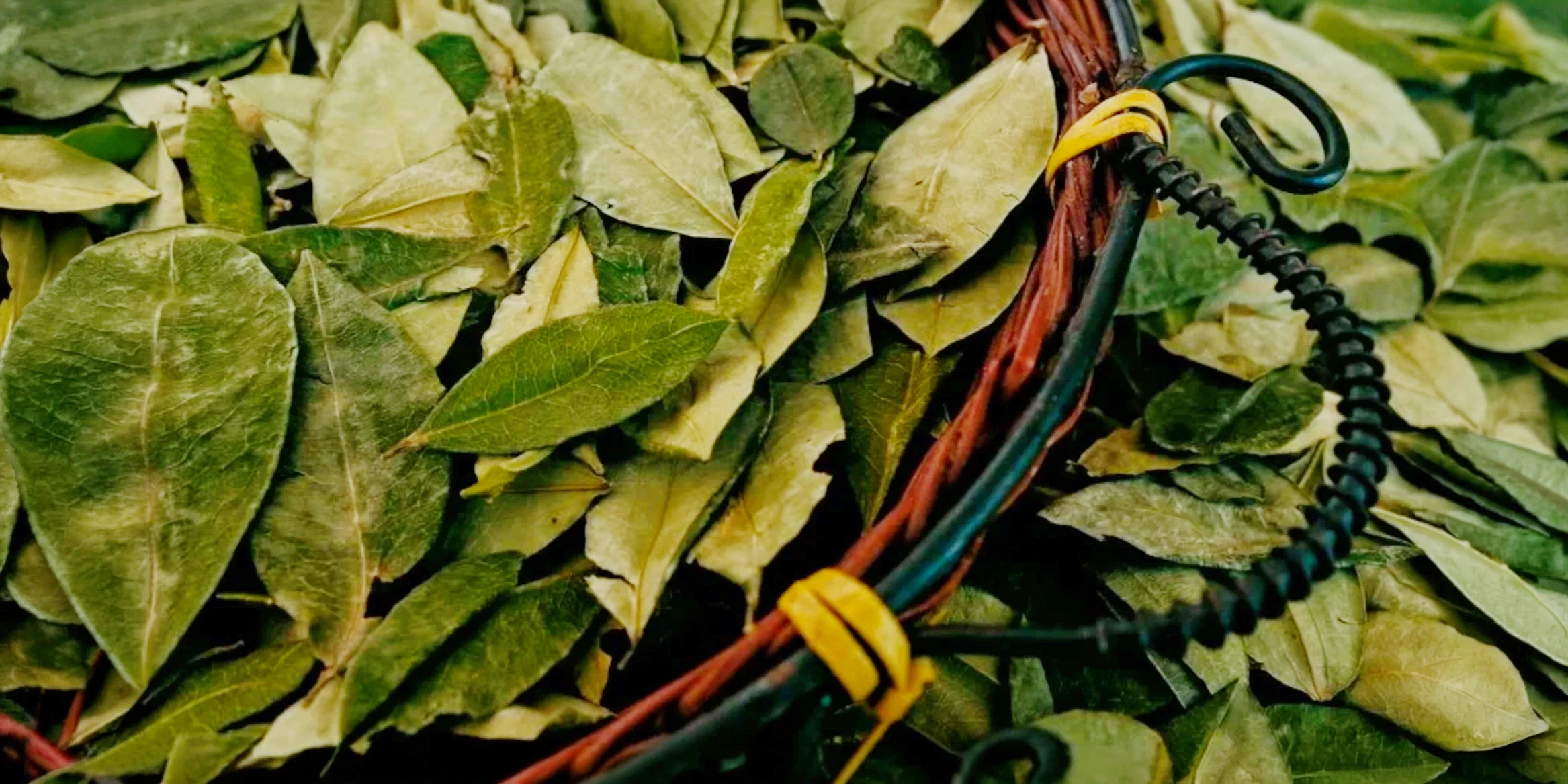 Detailed view of numerous dried coca leaves inside a traditional basket, highlighting Peruvian cultural heritage.