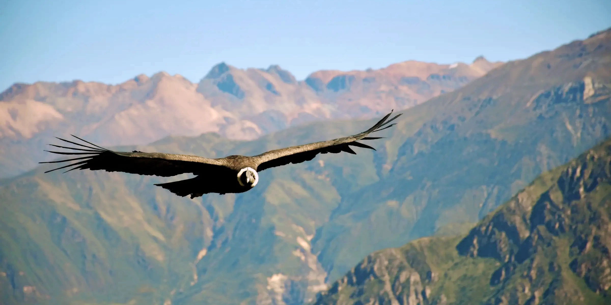 Majestic Andean Condor flying with spread wings over the mountains of Peru.