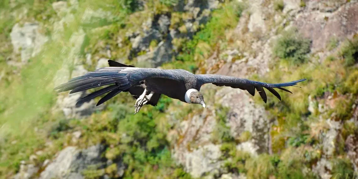 High angle view of an Andean Condor flying with its massive wings fully spread over green mountain slopes.