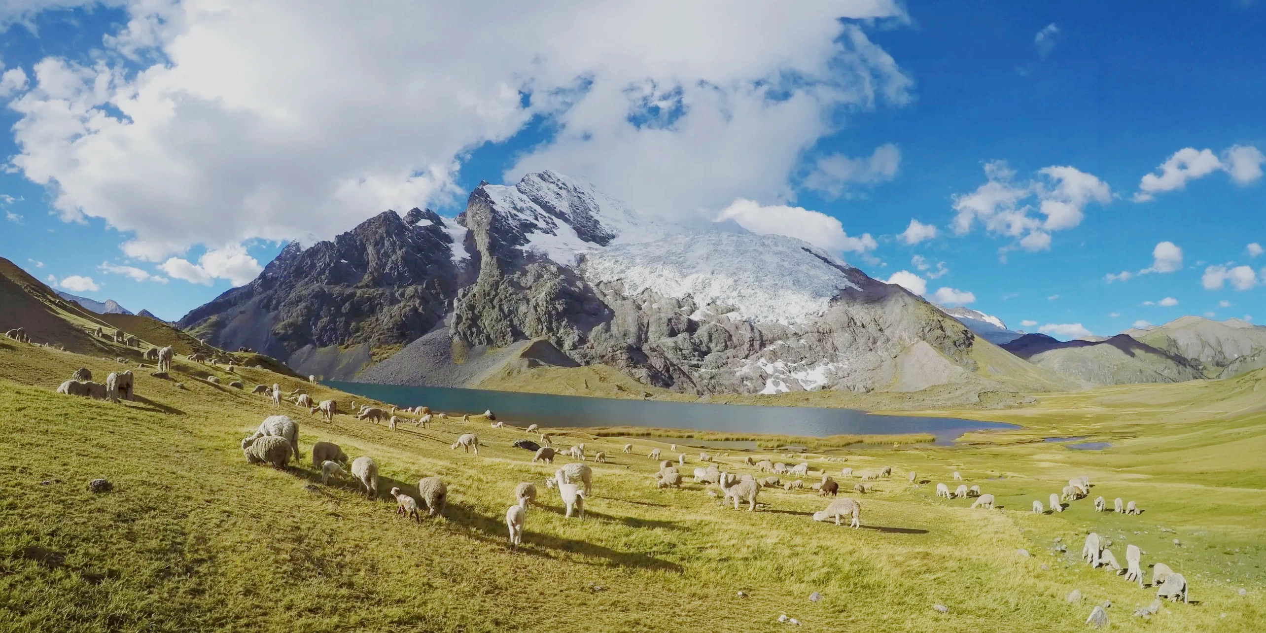 A large herd of alpacas grazing in a golden valley with a massive snow-capped Ausangate mountain and a turquoise lake in the background.