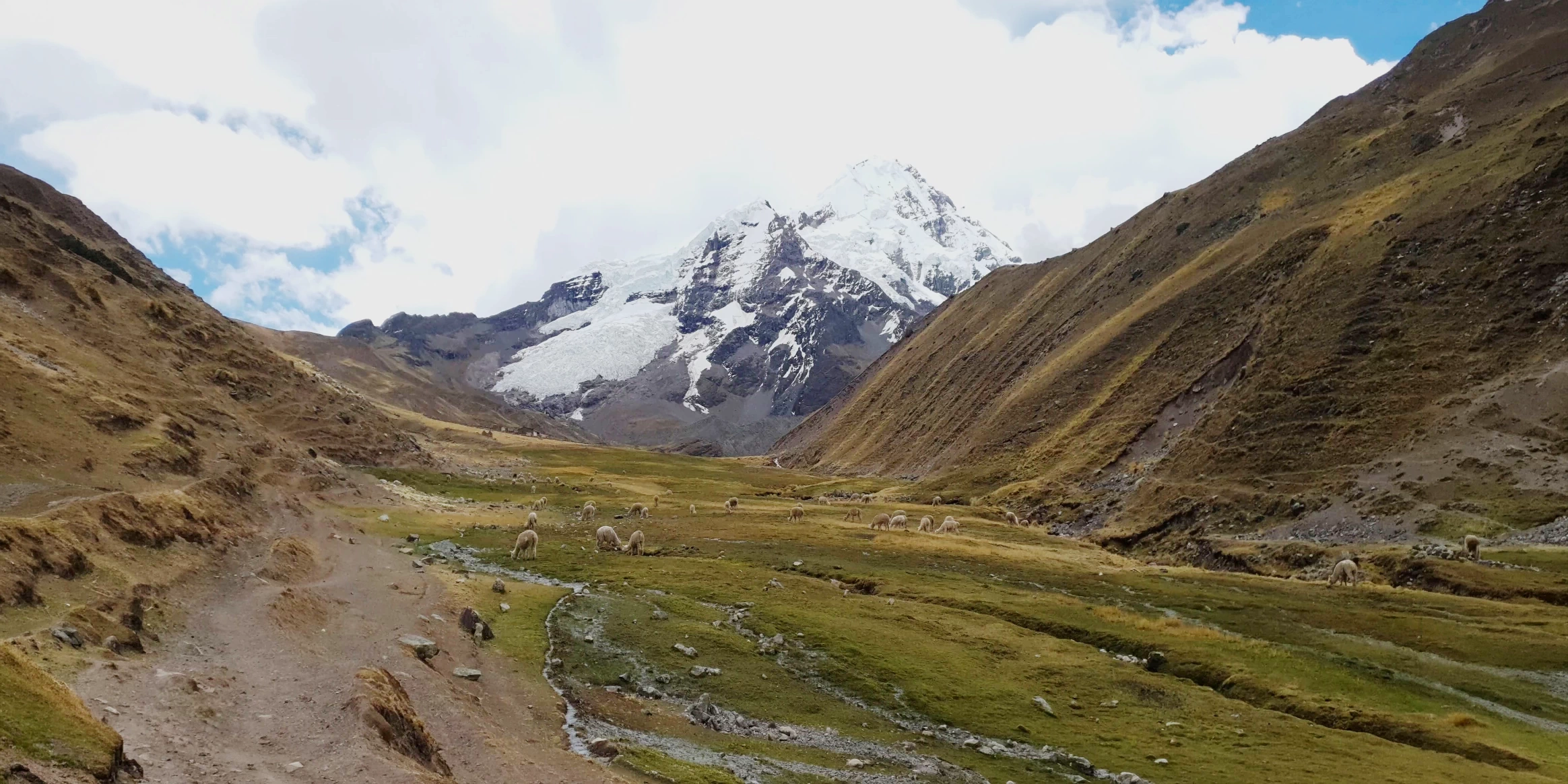A wide Andean valley with alpacas grazing near a stream with the snow-covered Ausangate peak in the background.