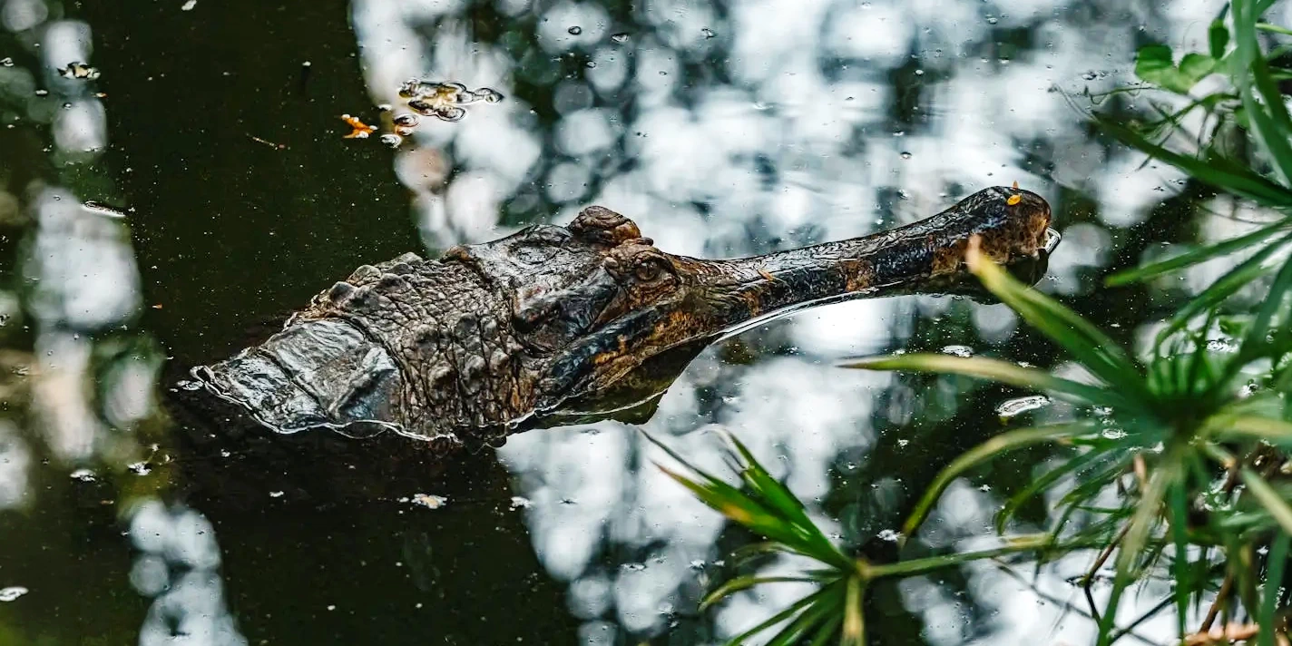 Close-up of a caiman's head emerging from dark river water in the Amazon.