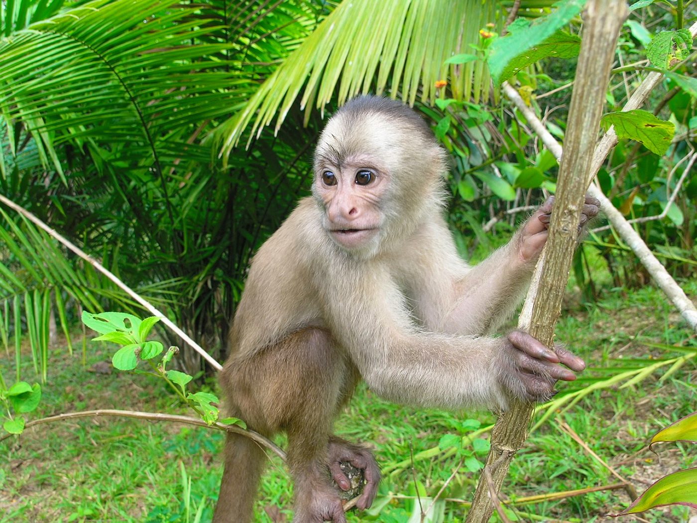 Capuchin Monkey Jungle Peru Capuchin Monkey Jungle Peru