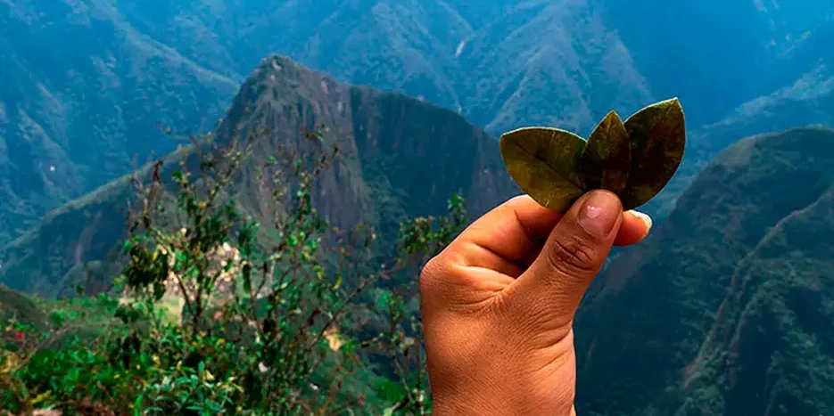 A hand holding three coca leaves with the mountains of Machu Picchu in the background