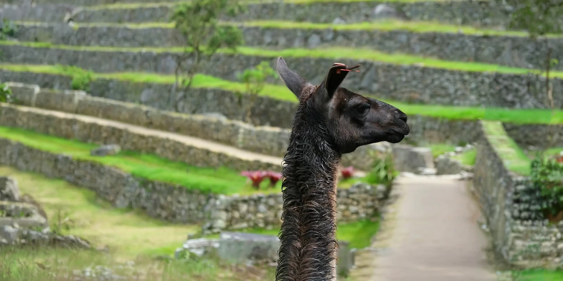 Close-up profile of a dark-furred llama with the green agricultural terraces of an Inca site blurred in the background.