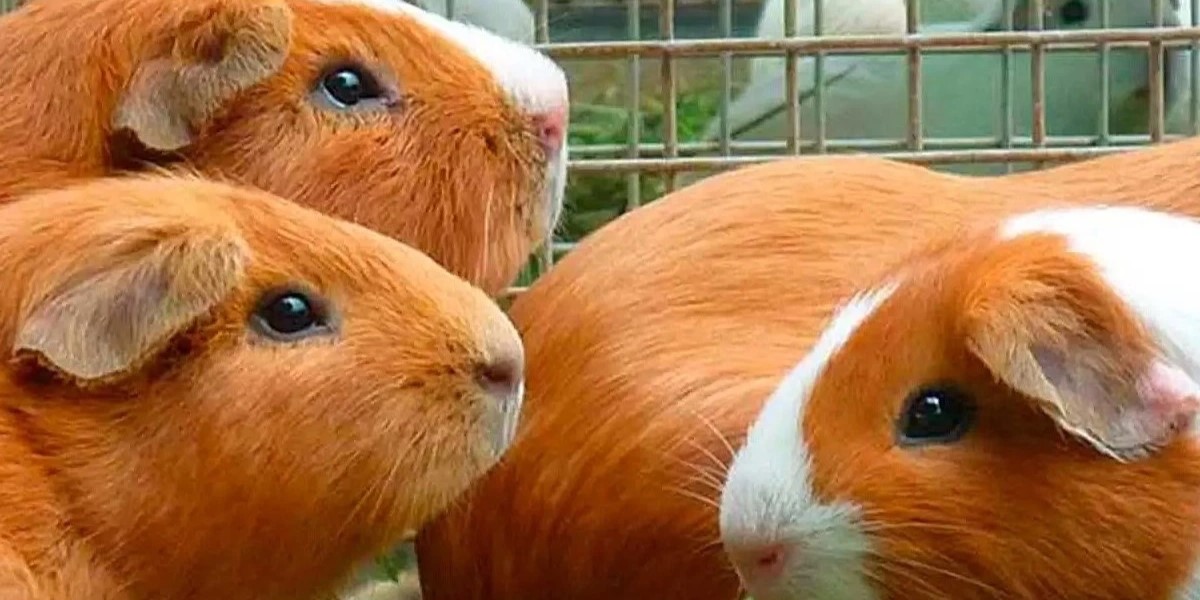Group of two-colored guinea pigs feeding on a farm.