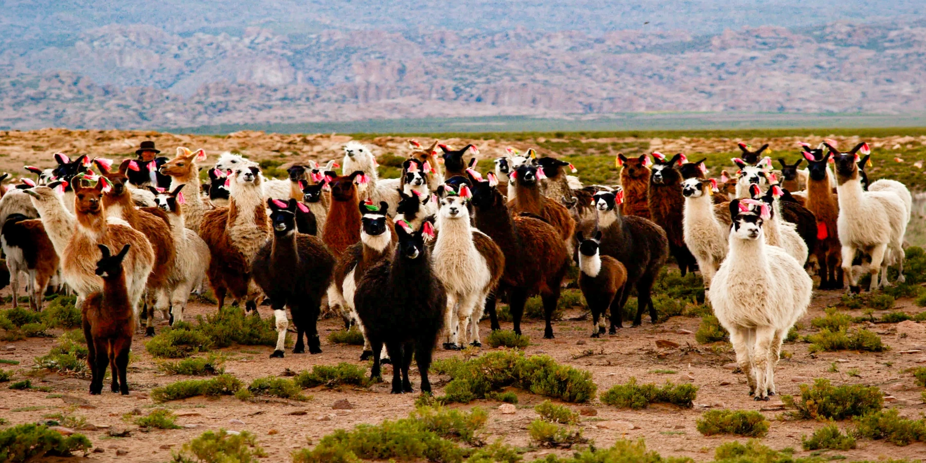 A large group of llamas with colorful ear tassels standing in a flat Andean landscape with mountains in the distance.
