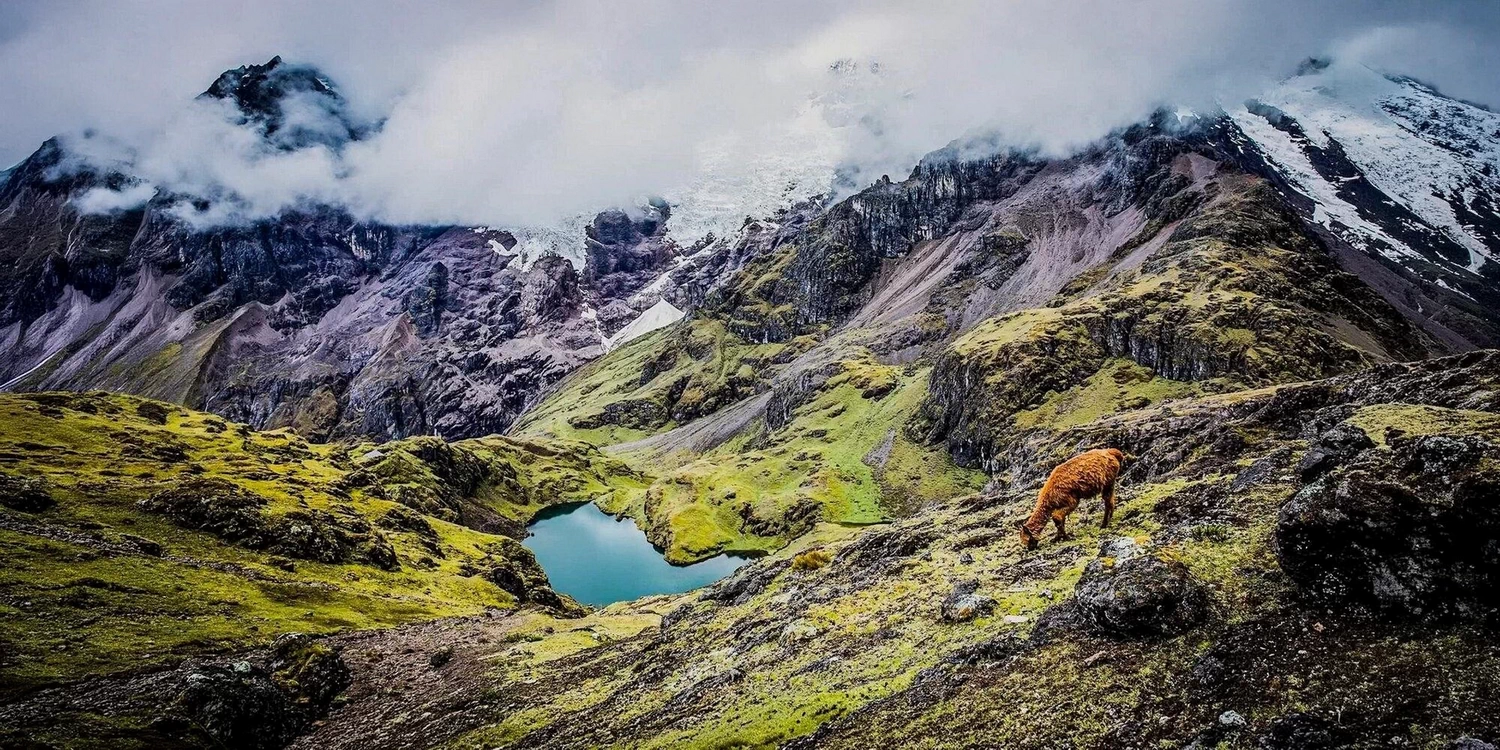 A solitary alpaca grazing near a turquoise alpine lagoon with dramatic snow-capped mountains in the background.