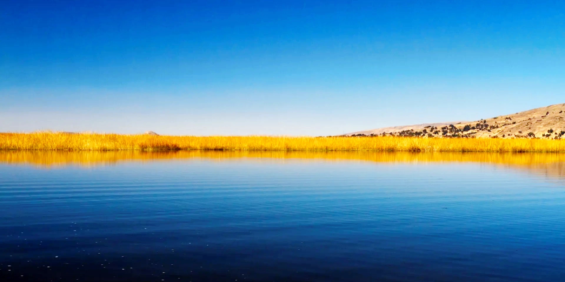 A calm, horizontal view of Lake Titicaca's blue water with a line of golden totora reeds on the horizon under a clear sky.