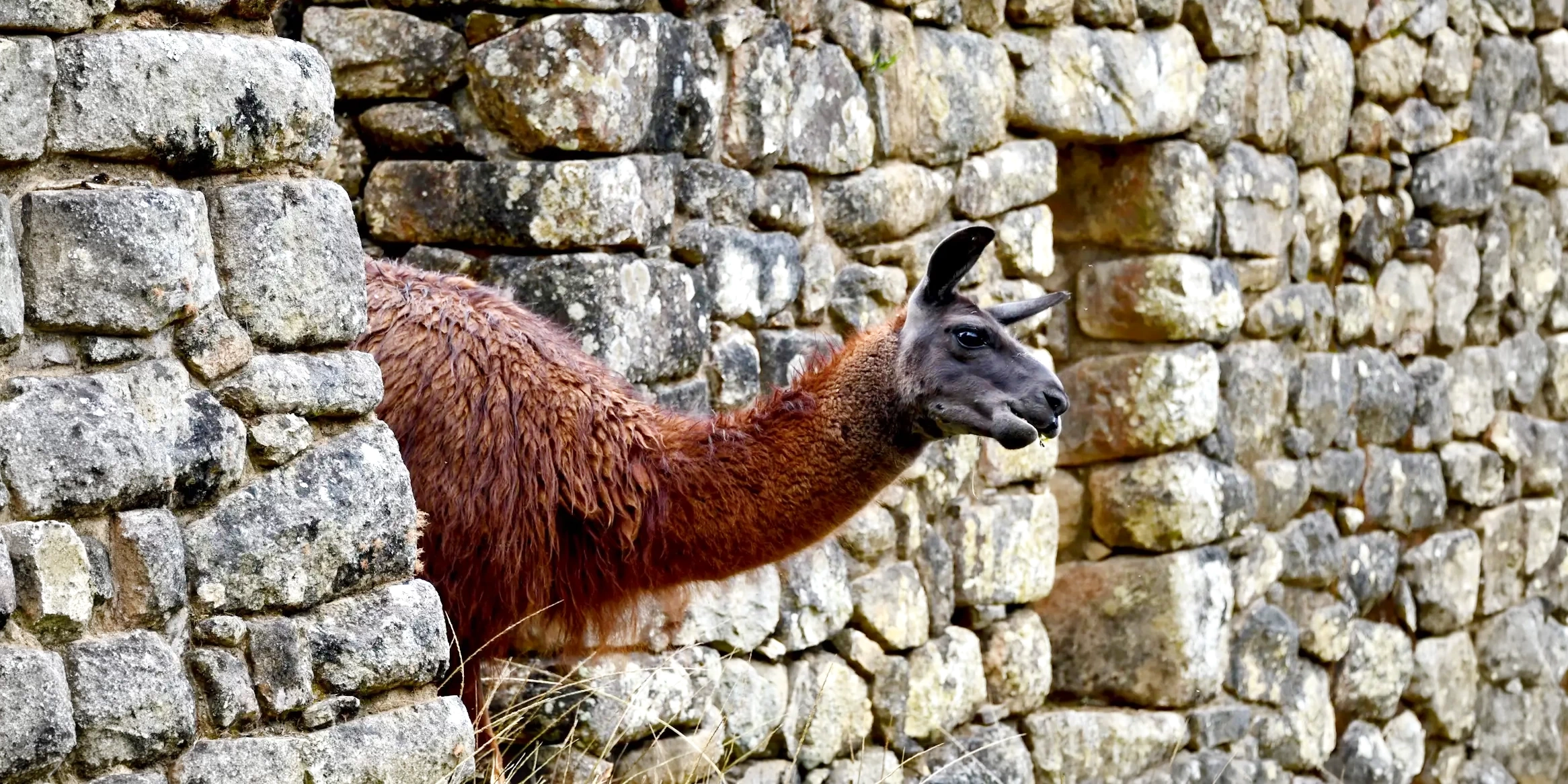 A brown llama looking through a window in the ancient stone walls of an Inca archaeological site.