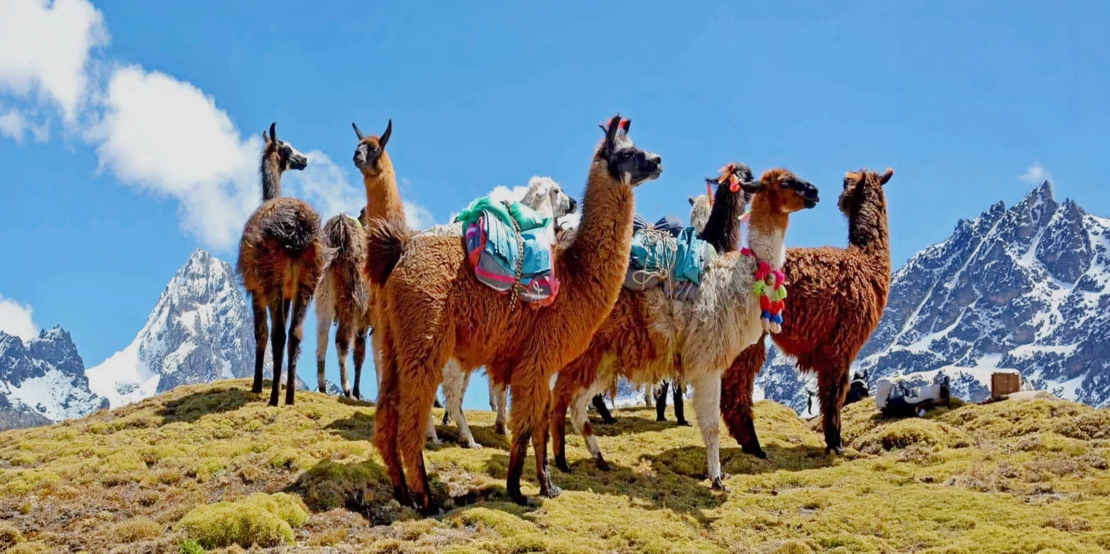 A group of llamas standing on a grassy hill with breathtaking views of snow-capped mountains under a clear blue sky.