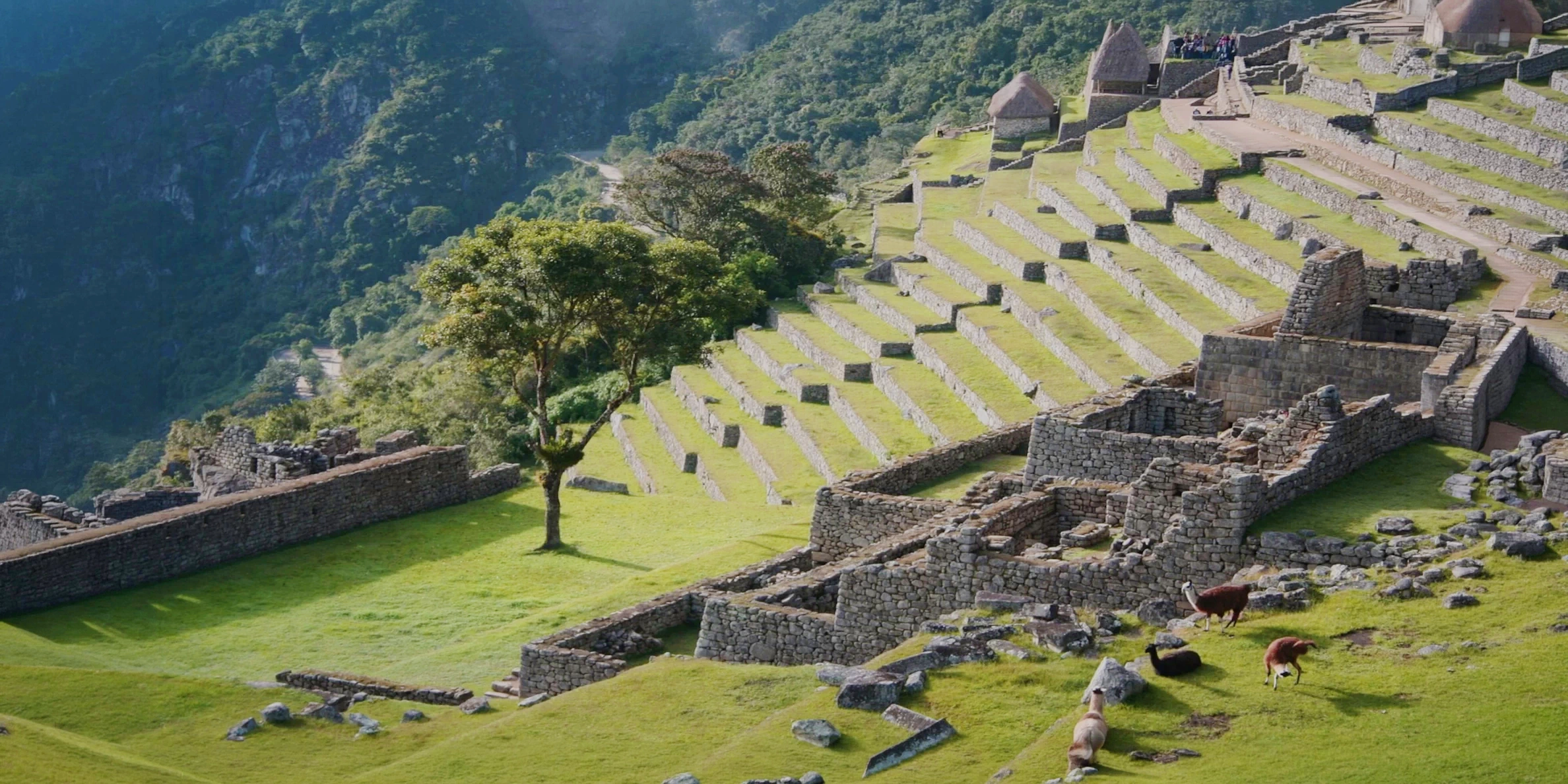 Wide view of the green agricultural terraces at Machu Picchu with llamas grazing near the ancient stone structures.