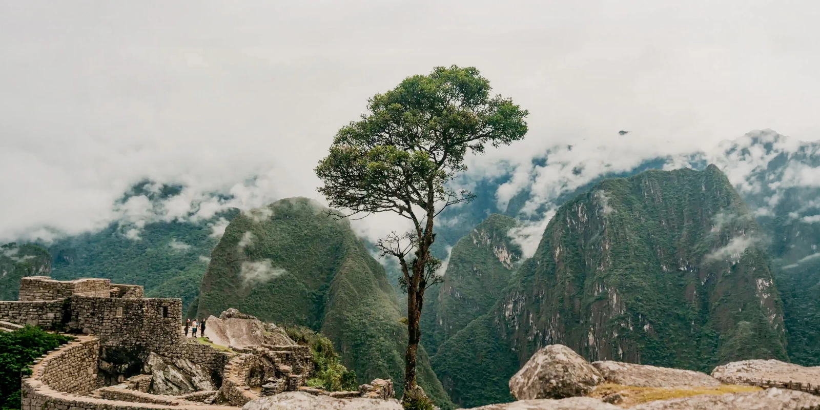 Panoramic view of a lone tree in Machu Picchu with stone ruins and misty green mountains in the background.
