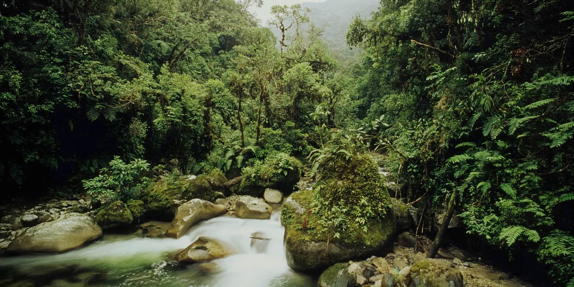 A peaceful river flowing through the dense green rainforest of Manu National Park.