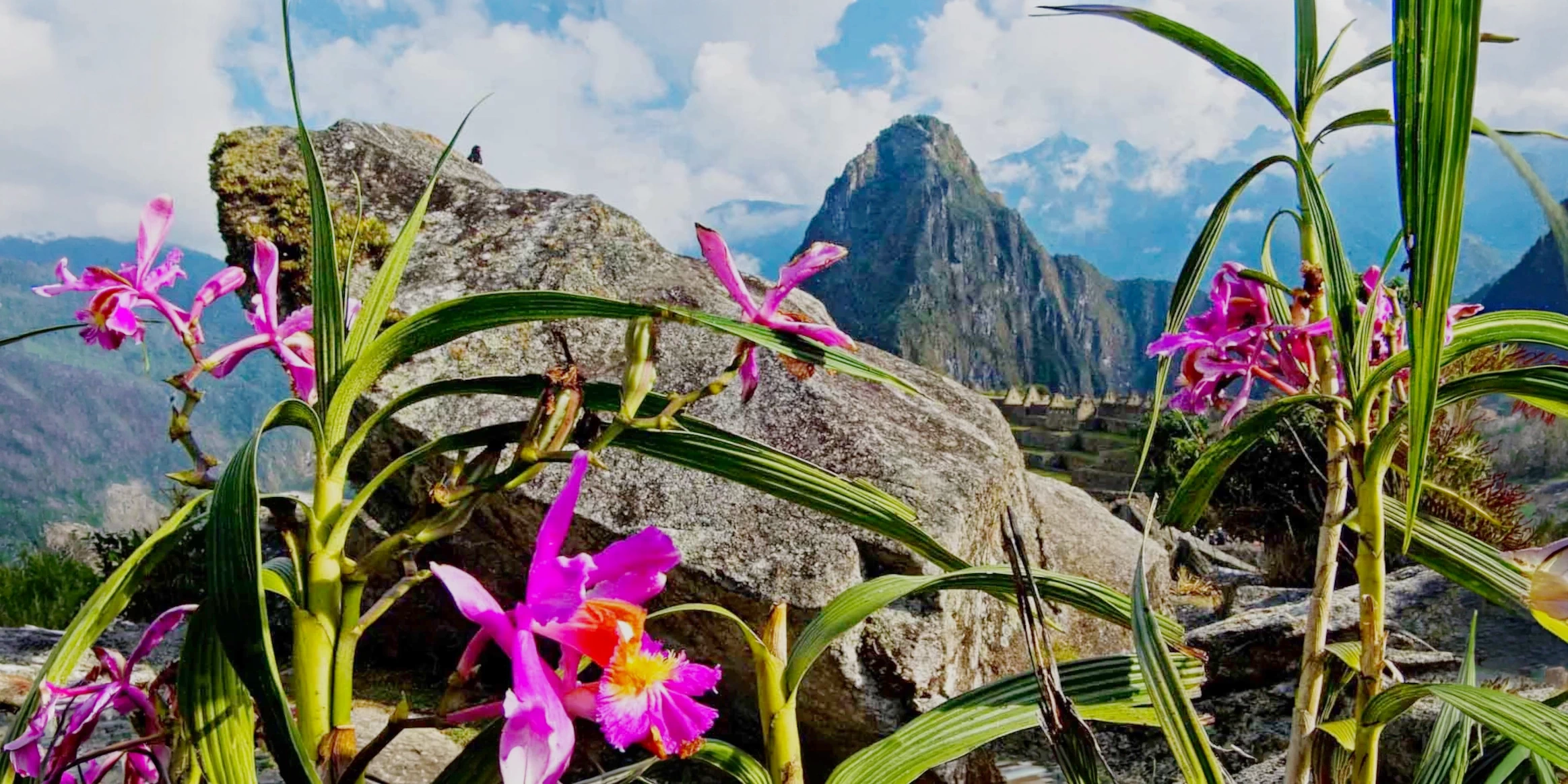 Vibrant purple orchids in the foreground with the ancient Inca citadel of Machu Picchu and Huayna Picchu mountain in the background.