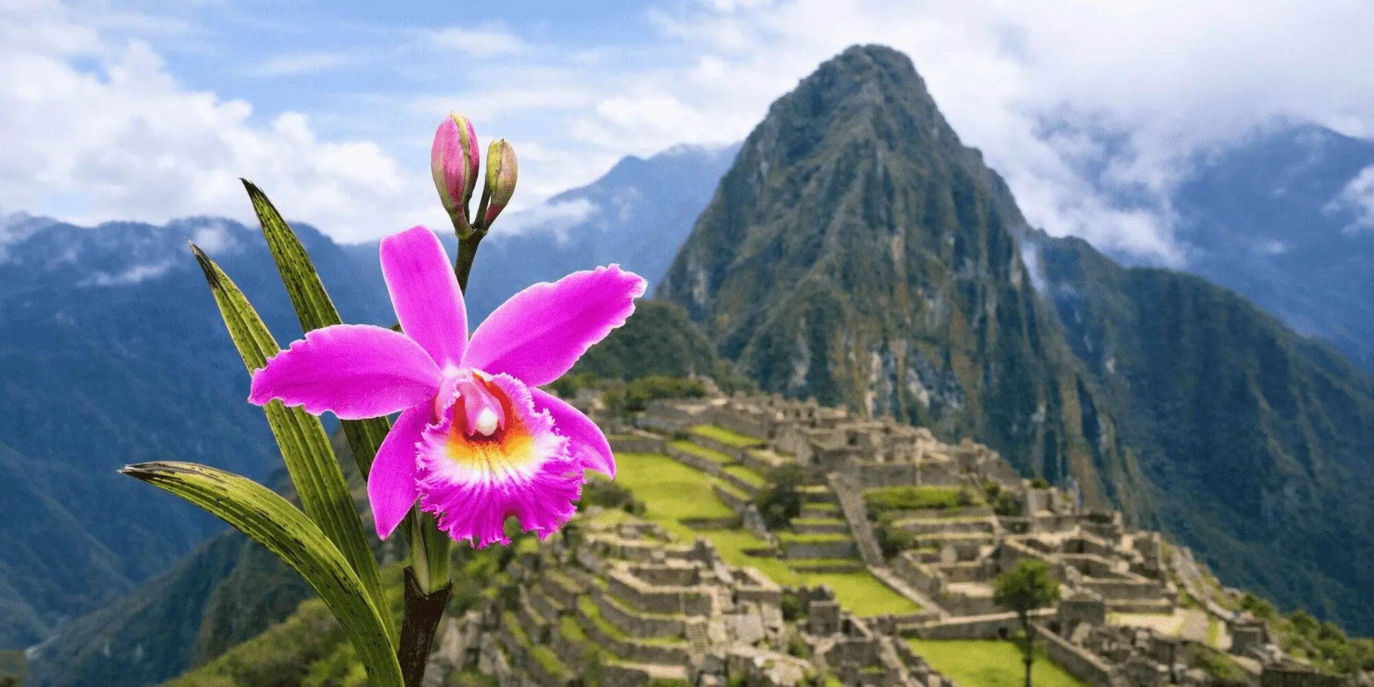 A vibrant pink orchid in focus with the ancient ruins of Machu Picchu and Huayna Picchu mountain in the blurred background.