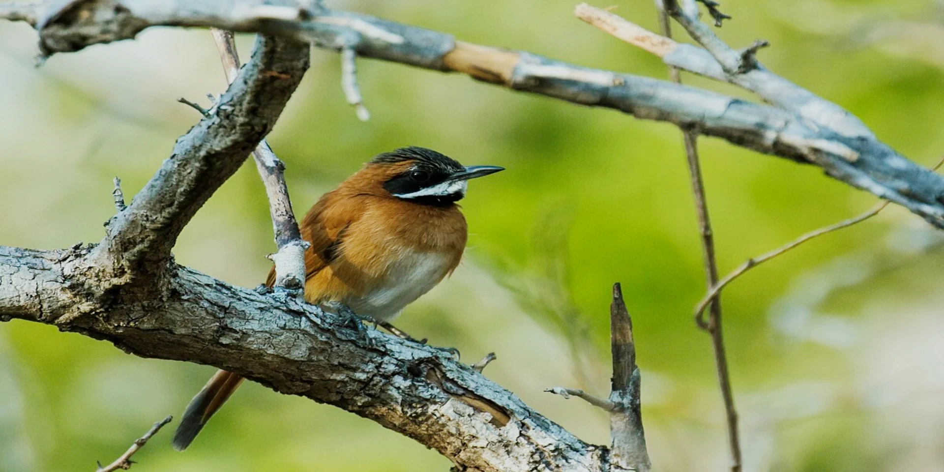 A small Rusty-fronted Canastero bird perched on a dry branch with a soft green background.