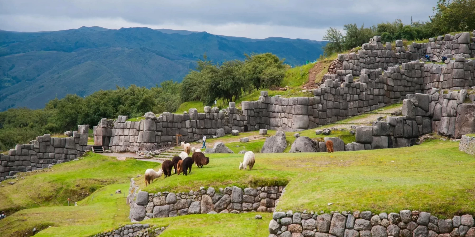 Llamas grazing in front of the massive zigzagging stone walls of the Sacsayhuaman fortress in Cusco, Peru.