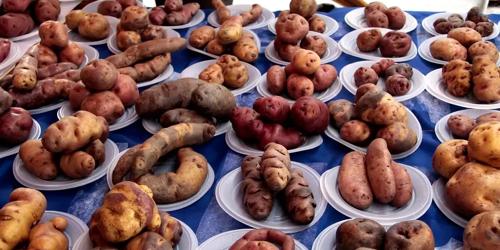 Display of dozens of native Andean potatoes of various shapes and colors on white plates on a table.