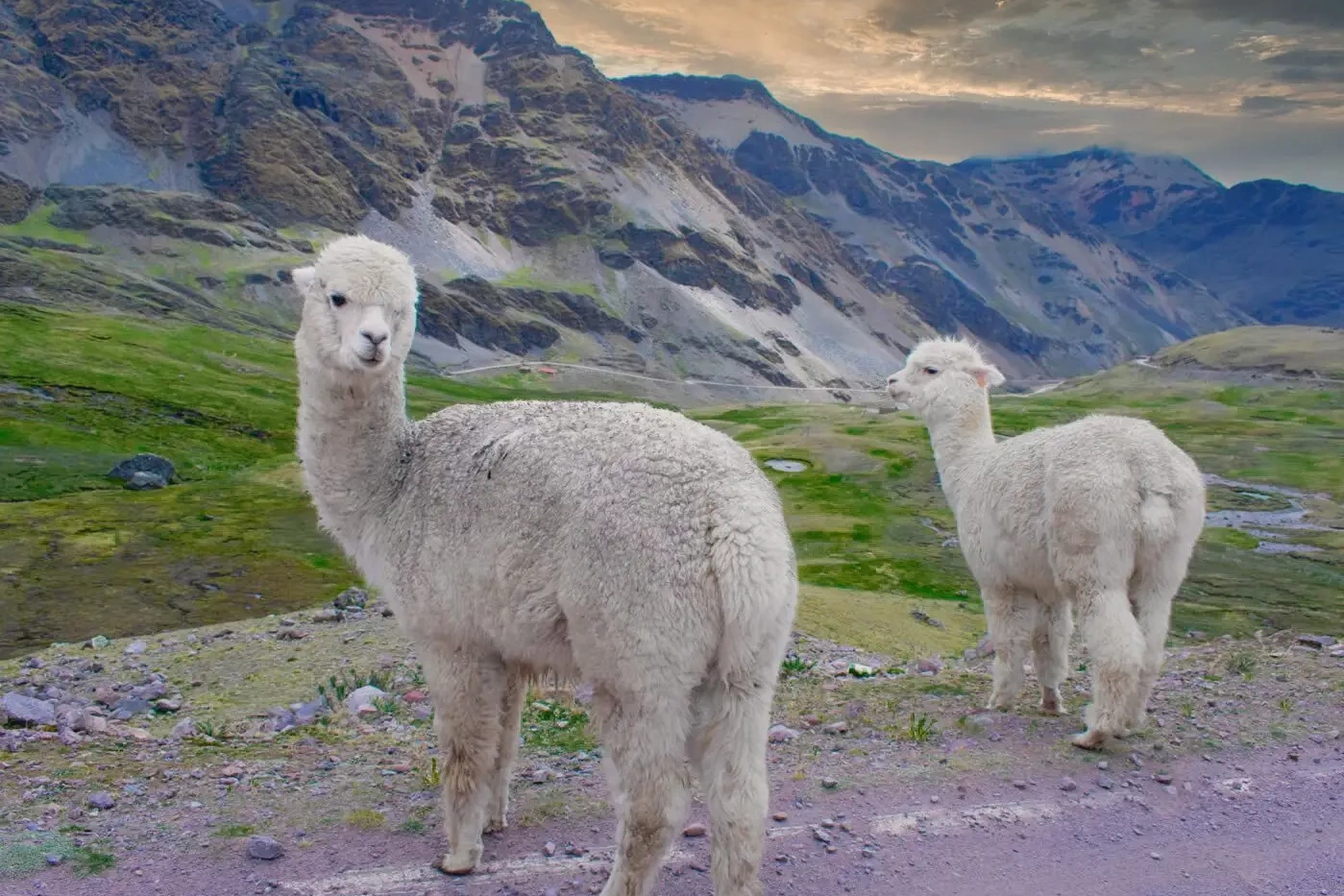 A charming close-up photograph of a fluffy light brown alpaca with traditional colorful Andean textiles and bells around its neck. It is standing on a high altitude mountain trail in the Peruvian Andes during the Lares Trek, with a vast green valley and distant mountains in the background under a cloudy sky.
