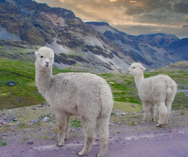 Alpacas on the Lares Trek 4 days