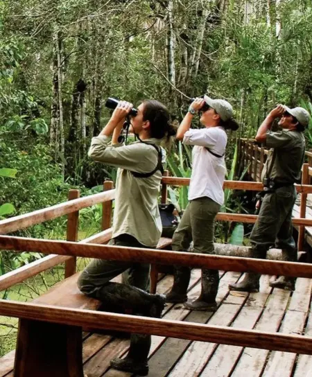 Bird Watching in Manu national Park