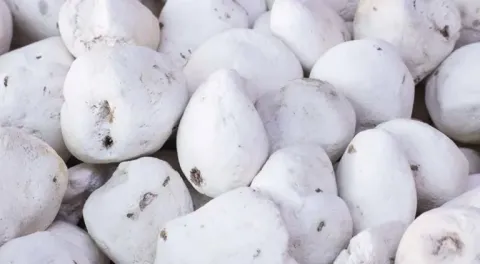 Pile of freeze-dried white chuño (tunta), a traditional dehydrated potato product from the Andes