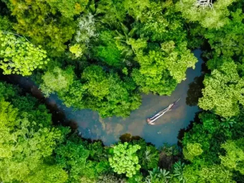 Direct top-down aerial view of a small river channel surrounded by thick tropical vegetation.