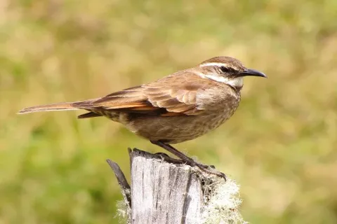An Andean Cinclodes bird perched on a wooden post in a grassy field in the Sacred Valley.