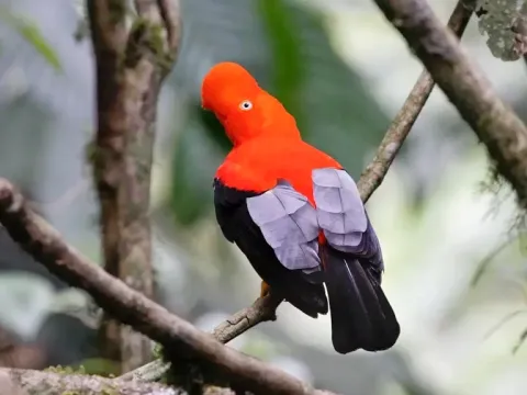 A bright red and black Andean Cock-of-the-rock, the national bird of Peru, perched on a branch.