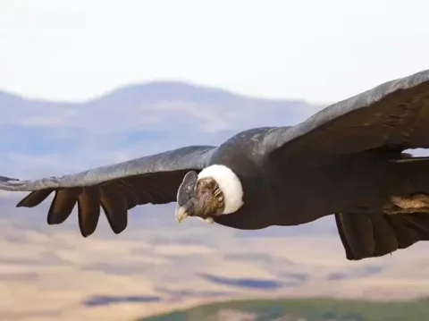 Detailed view of an Andean Condor flying close to the camera, with wings and white collar in focus.