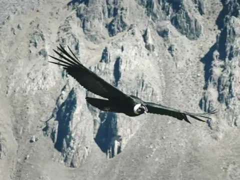 An Andean Condor in mid-flight passing through a deep, rocky canyon in the Colombian Andes.