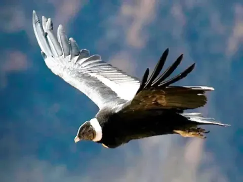 Side view of an Andean Condor gliding gracefully over the mountain ranges of Ecuador.