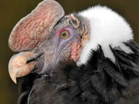 Extreme close-up of a male Andean Condor’s head showing its distinctive caruncle and white neck ruff.