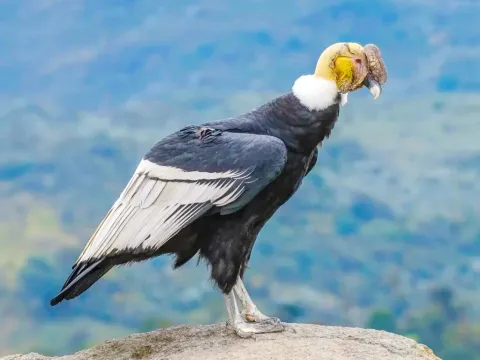 Male Andean Condor with a white collar perched on a rock against a blurred mountain background.