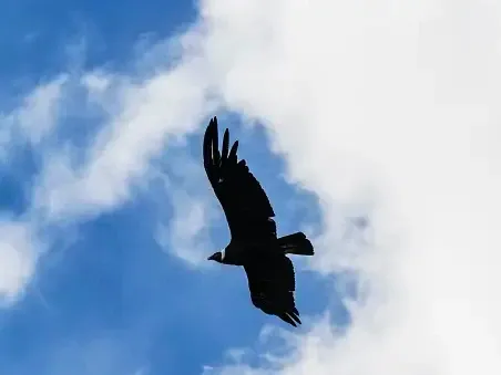 Silhouette of an Andean Condor soaring high in a bright blue sky with white clouds.