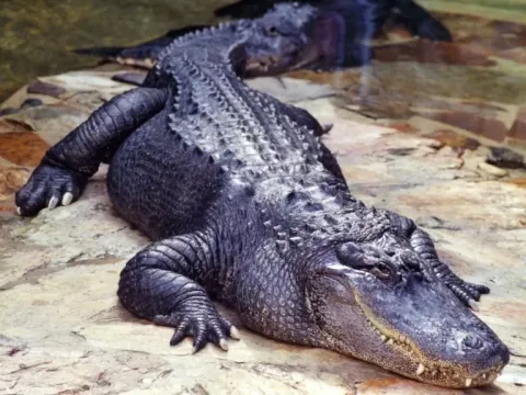 A large black caiman resting on the rocky banks of an Amazonian lagoon.