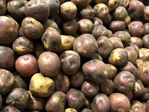 Native Andean black or purple potatoes with yellow spots, stacked for sale