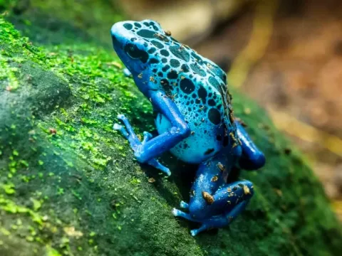 A small, bright blue poison dart frog on a mossy rock in the Amazon basin.