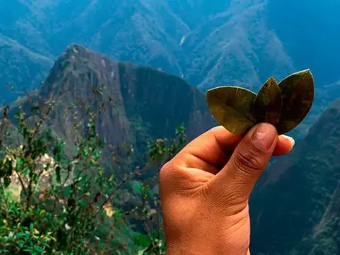 A hand holding three coca leaves with the mountains of Machu Picchu in the background