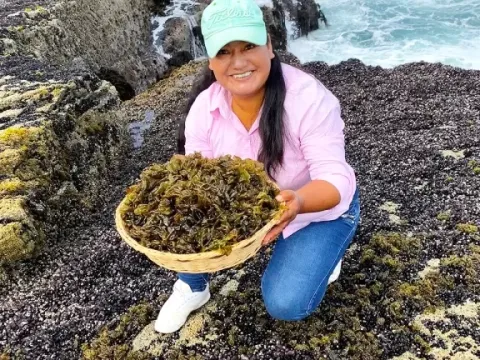 A woman holding a basket of fresh Cochayuyo seaweed collected from the coast, a traditional ingredient in Andean cooking.