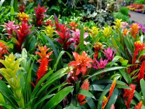 A dense cluster of colorful red and yellow bromeliad plants growing in a tropical garden.