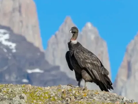 Andean Condor standing on a rocky cliff with the iconic granite peaks of Torres del Paine in the background.