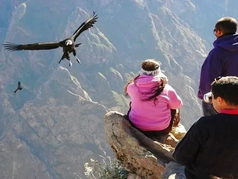 Travelers at a lookout point watching a majestic Andean Condor fly over the deep Colca Canyon in Arequipa, Peru.