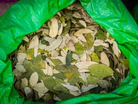 A large green bag filled with dried coca leaves, commonly used for traditional tea and medicine in the Andes.