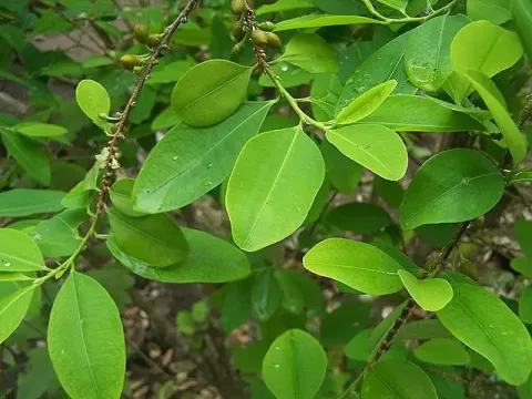 Close-up of the bright green leaves of the Erythroxylum coca plant