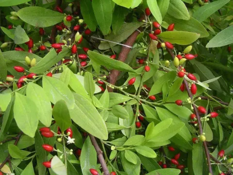 Erythroxylum novogranatense plant with green leaves and small bright red berries