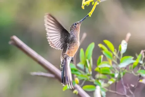 A Giant Hummingbird in flight feeding from yellow tubular flowers in the Andean highlands.