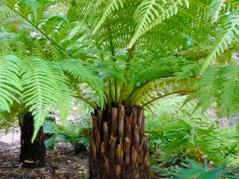Large, lush green tree ferns growing in the humid cloud forest of the Peruvian Andes.